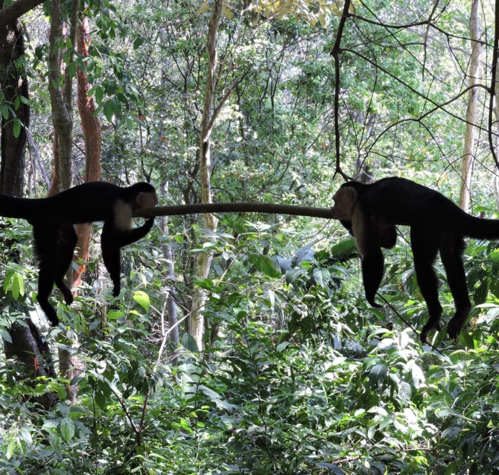 Family monkey´s in Costa Rica