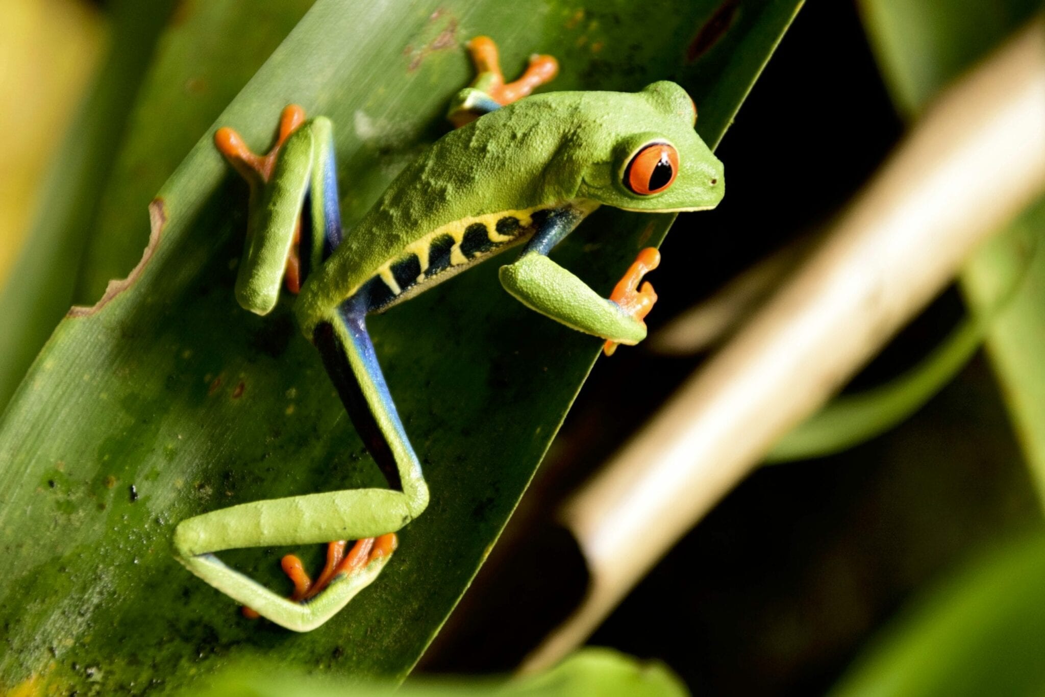 Red-Eyed Frog