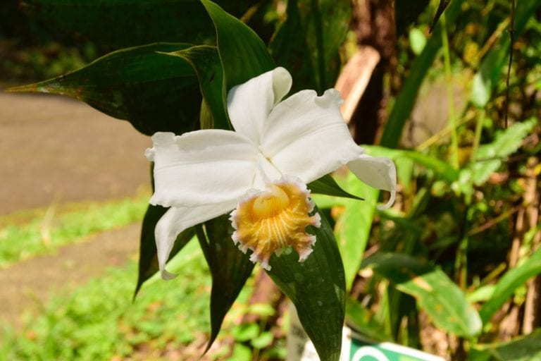 White Orchid Costa Rica and Nicaragua