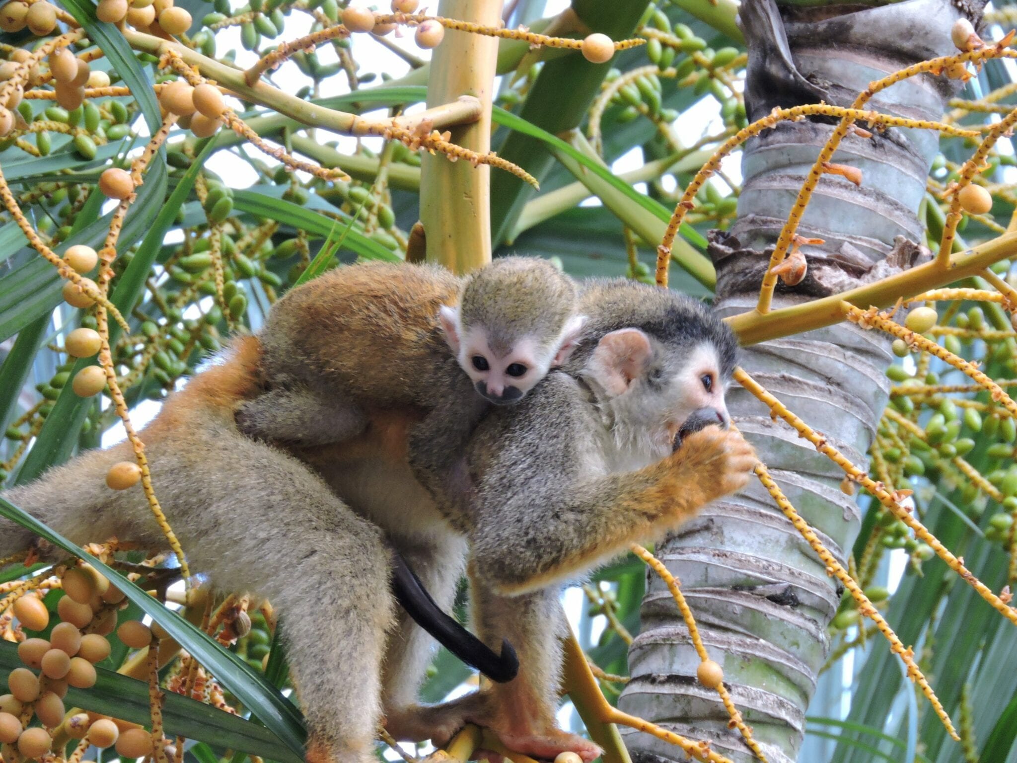 Squirrel Monkey