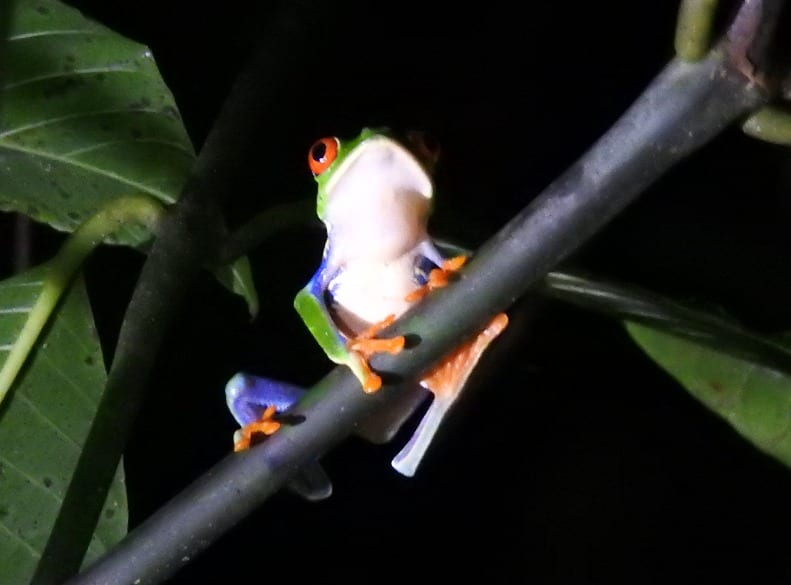 the red-eyed tree frog