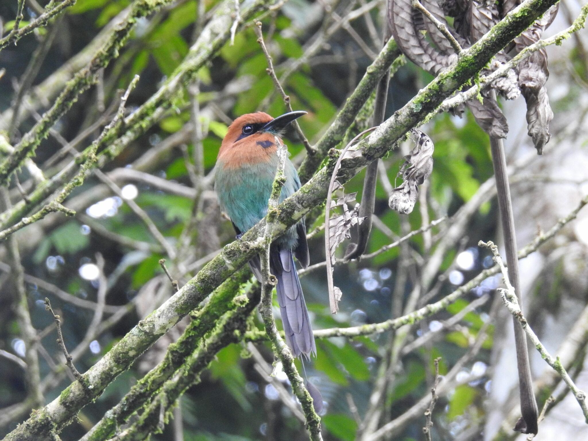 Ecosafaries Costa Rica