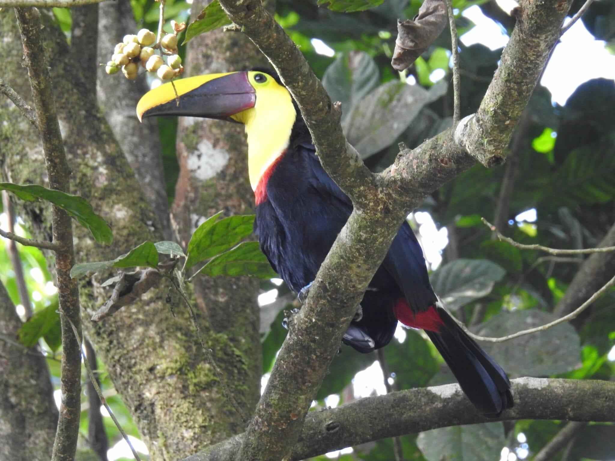 Toucan Costa Rica