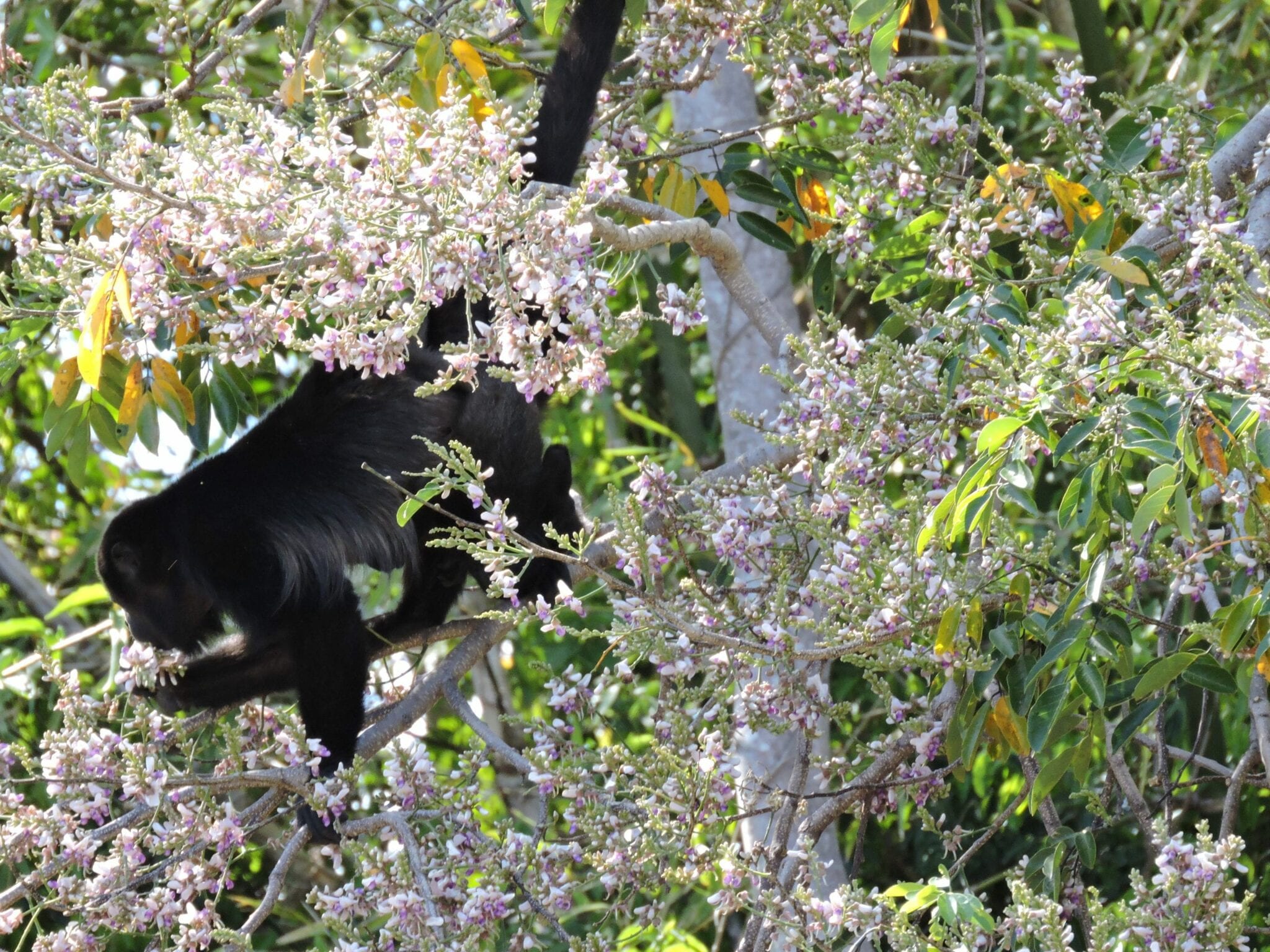 Monkeys in Costa Rica