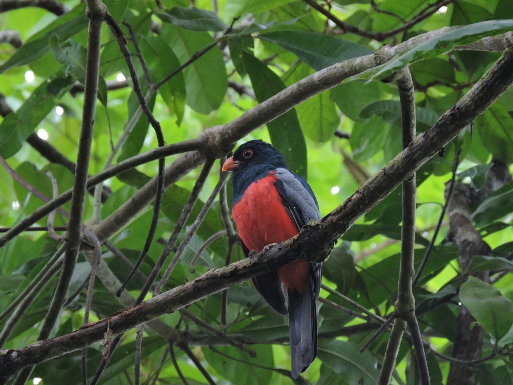 Lattice-tailed Trogon