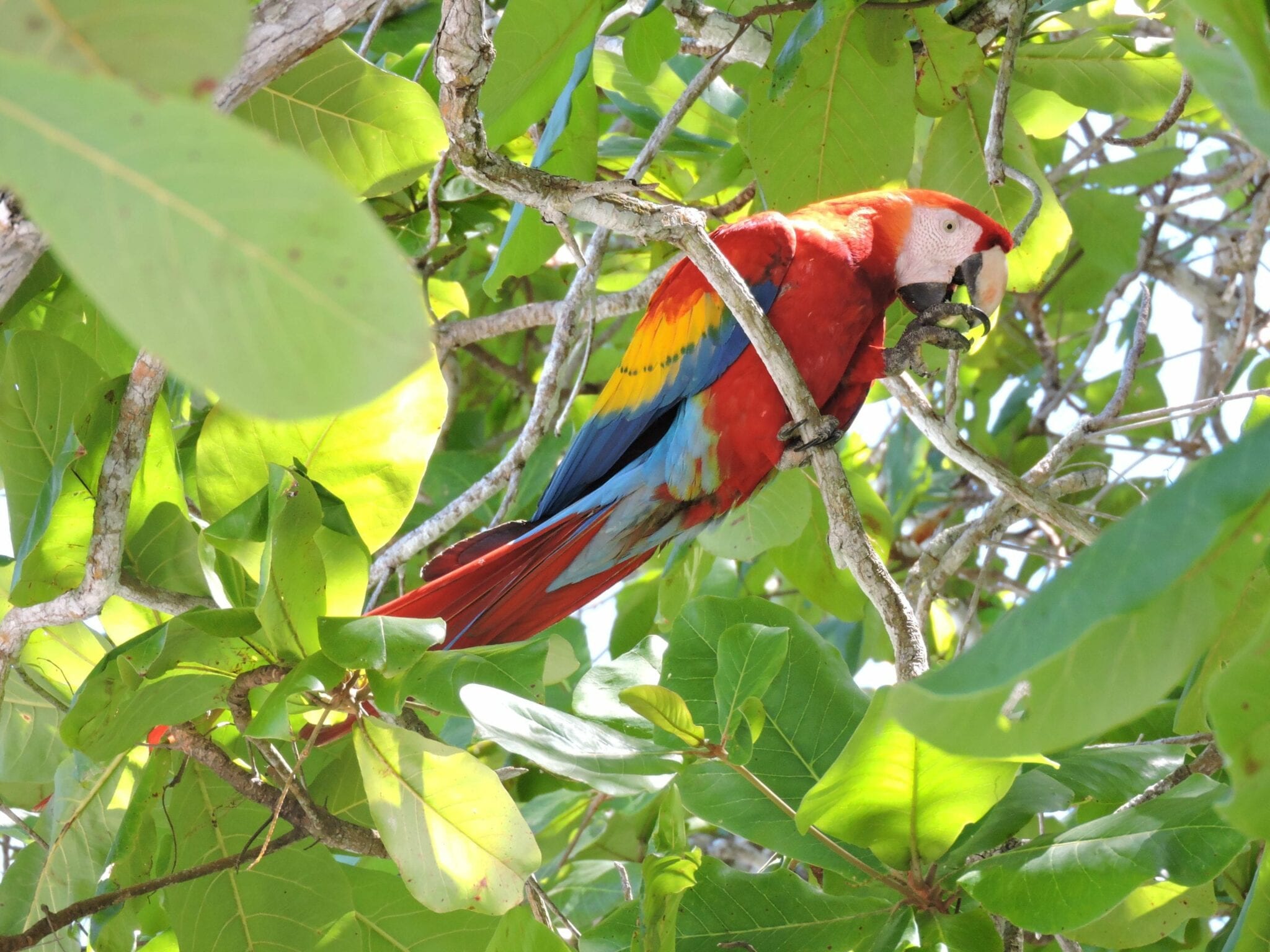 scarlet macaw