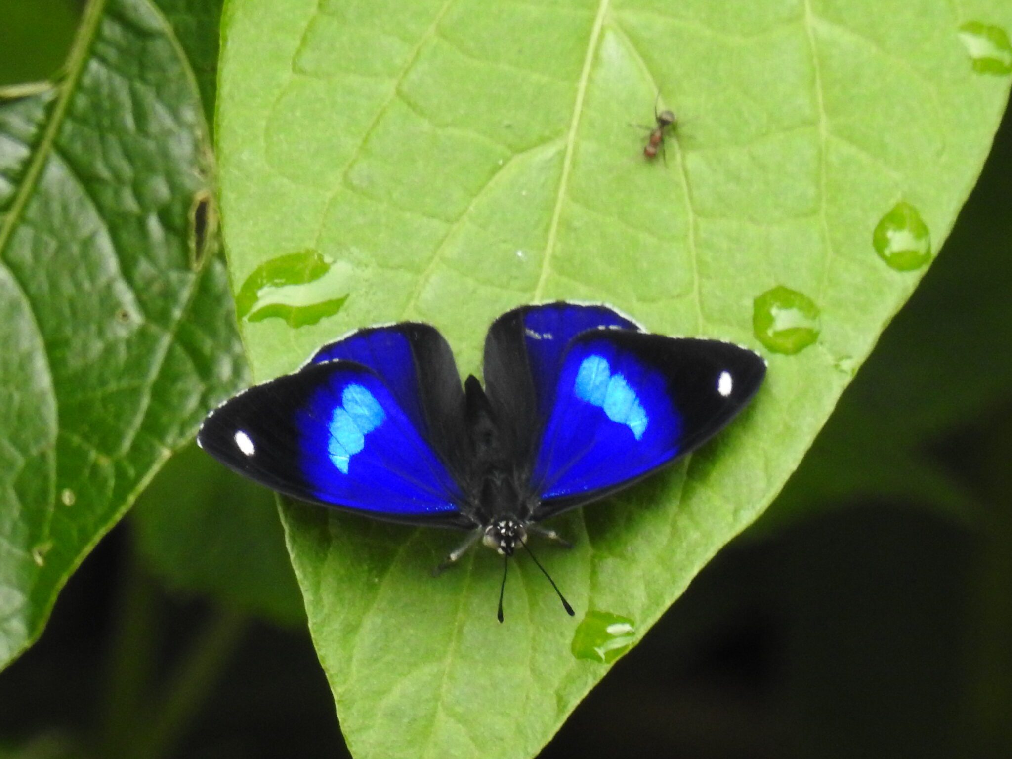 butterfly in Costa Rica